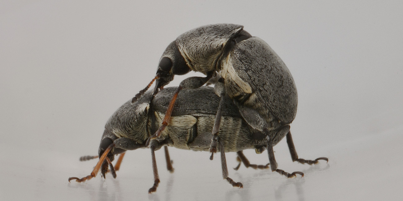 Quale famiglia?  Anthribidae:  Bruchela suturalis